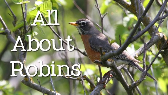 All About Robin